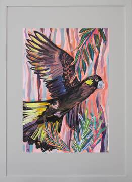 Black cockatoo in the wattle on pink background 1mb framed